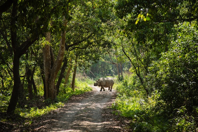 Chitwan National Park